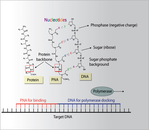 Diagram indicating the use of PNA as a starter for binding DNA to a target string of DNA