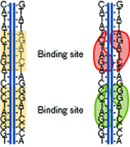 DNA binding
